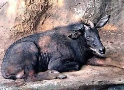 未知生物天使猫(世界上5种神秘的未知生物，第3种据说曾在中国被目击过)