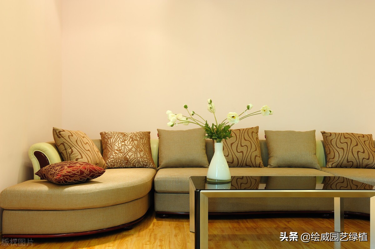 朋友乔迁之喜送什么绿植好（朋友乔迁之喜送什么植物好）