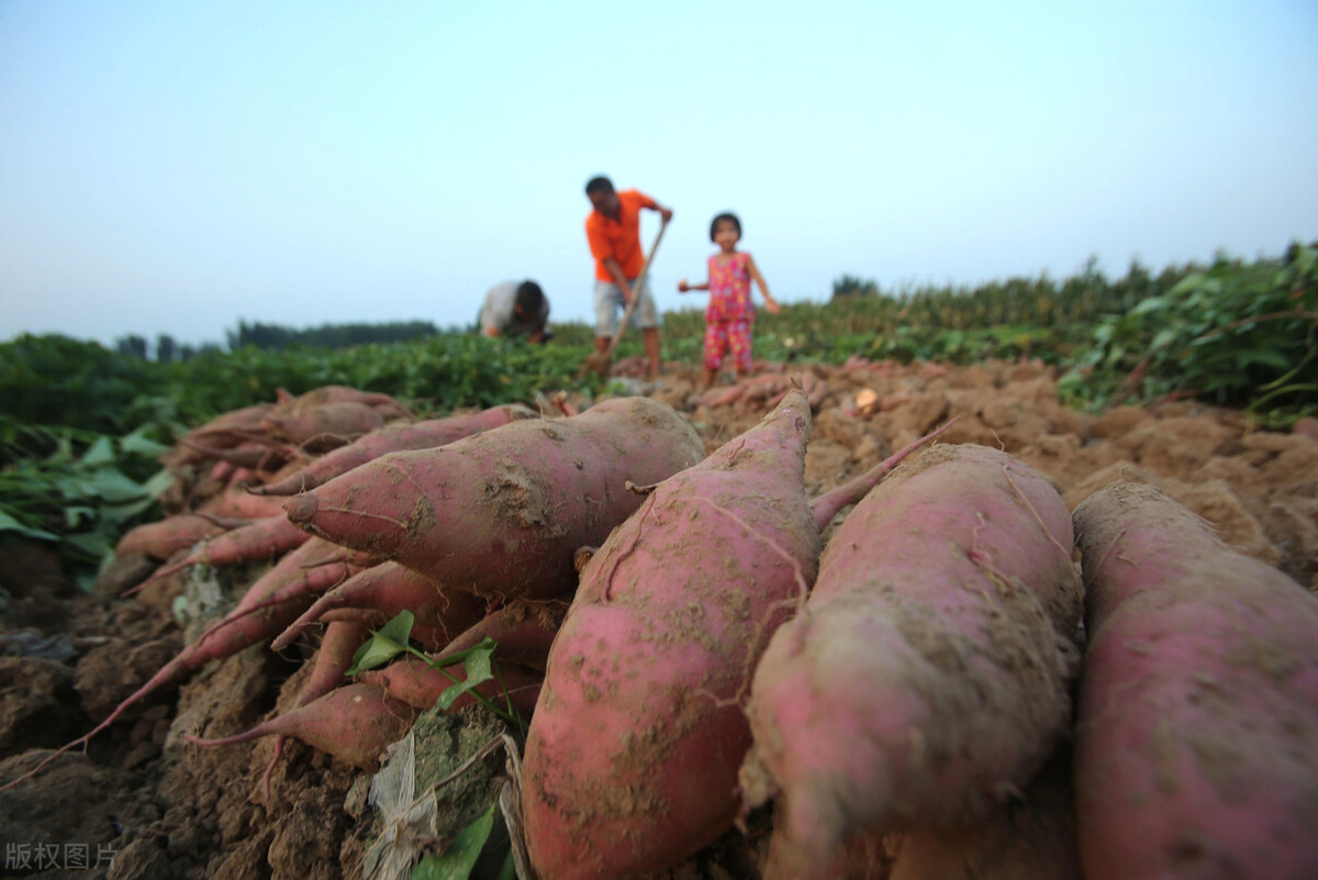 上海江桥：西兰花、白菜、青甘蓝价格回升，胡萝卜、白萝卜、卷心菜等表现平平