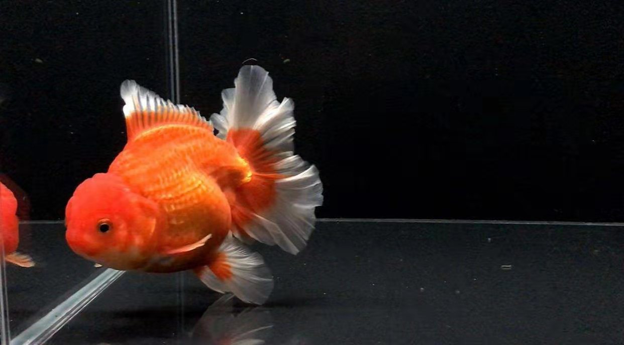 日本买的金鱼怎么养忌讳什么精心整理