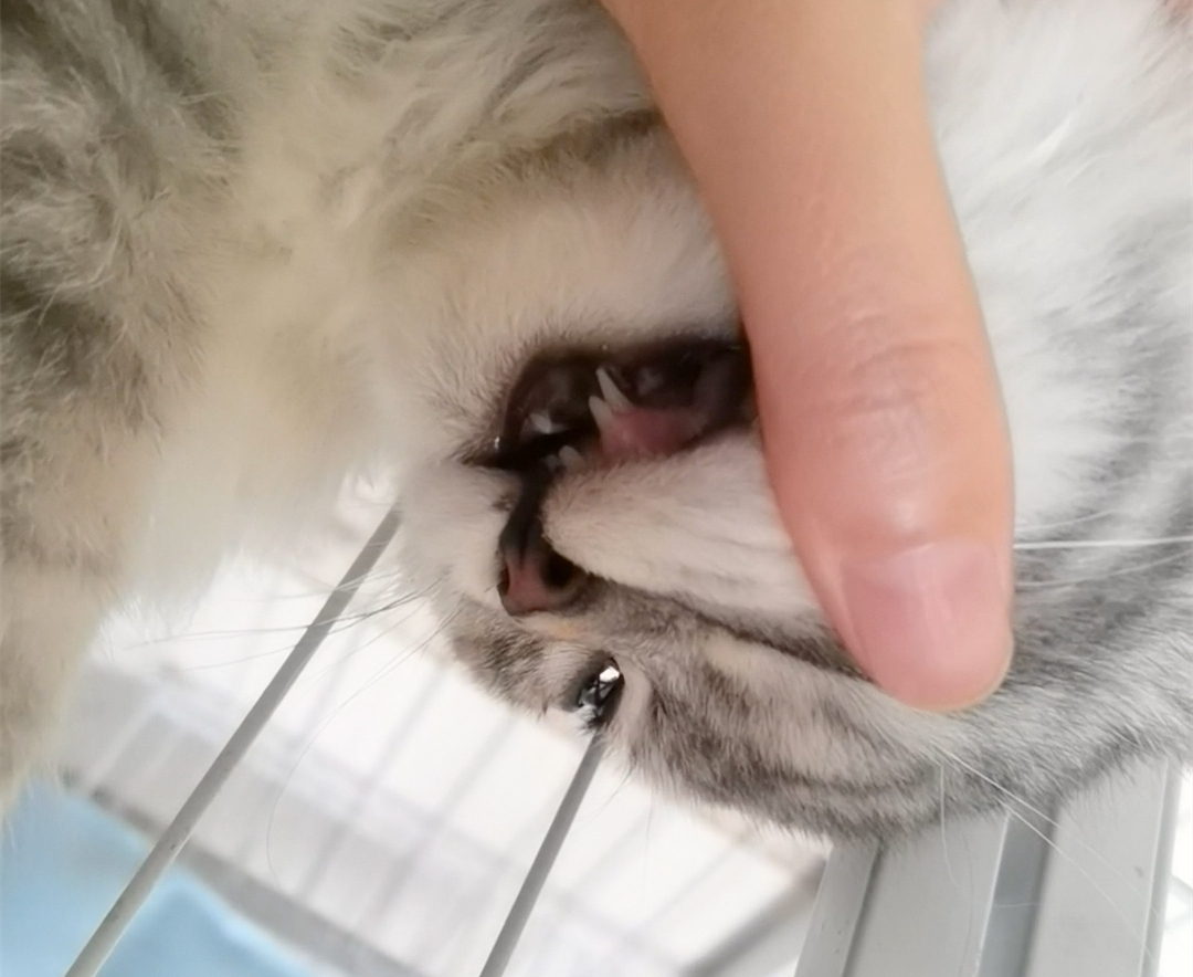 猫经常挠人、咬人？我根据原因，总结了5个纠正的方法