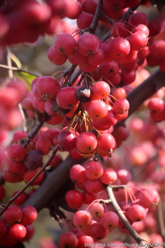 冬天海棠果子的优美句子_晶羽科技