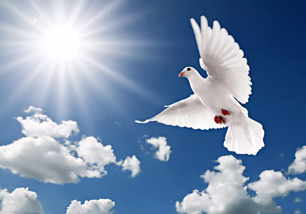 和平鸽～和平、友谊、团结、圣洁的象征