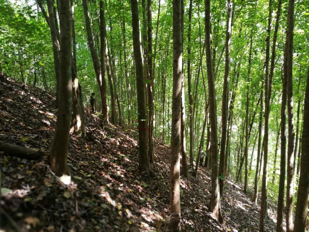 论文推荐 || 时人不识凌云木，密度调控始道高