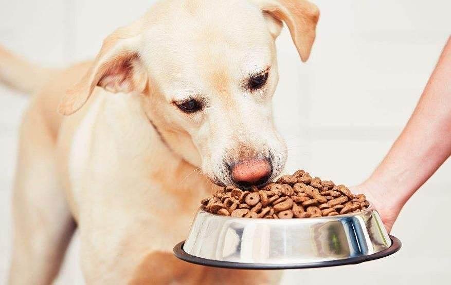 比乐狗粮代理（狗粮众多）