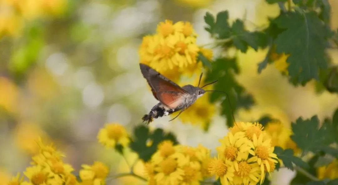 神奇动物在哪里？这些大工校园里的神奇动物你们见过哪些呢？