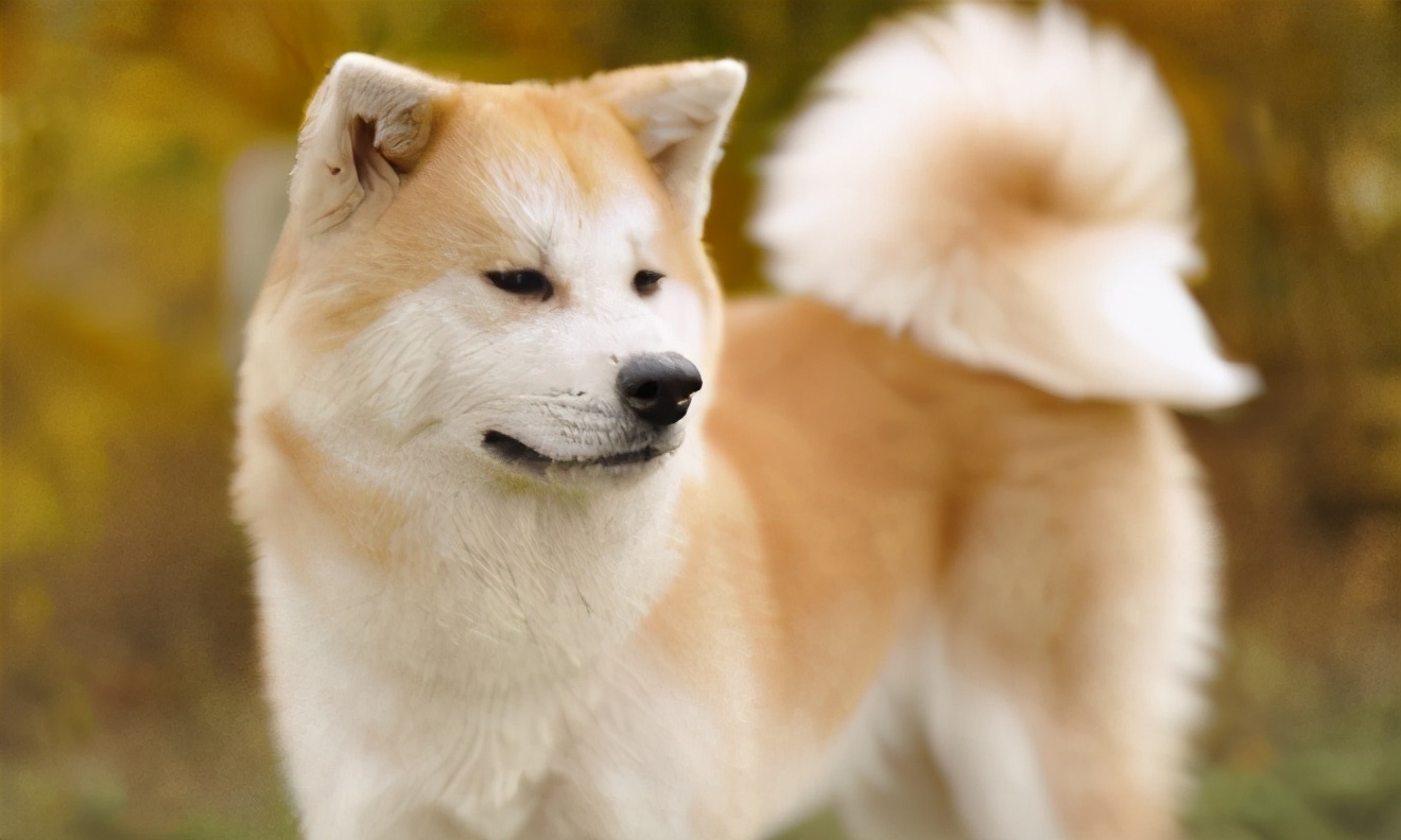 秋田犬价格高的6个原因,怪不得那么少人养