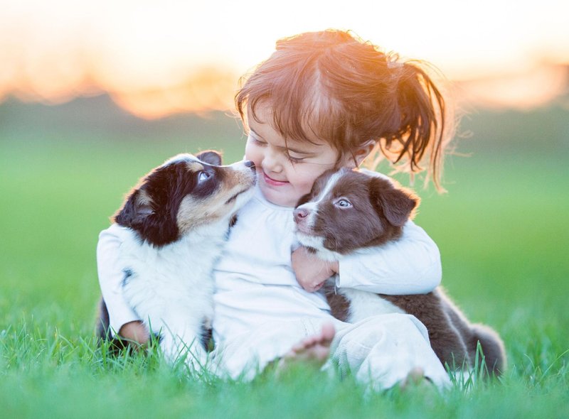 10 种最适合儿童的犬种，非常适合有小孩的家庭 - 对孩子友好且可爱