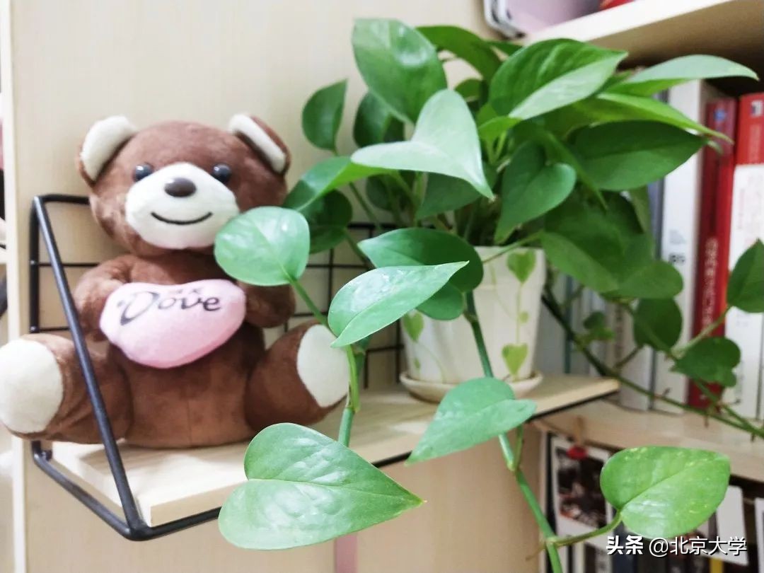 北大学霸宿舍来袭！看看上大学该有的样子