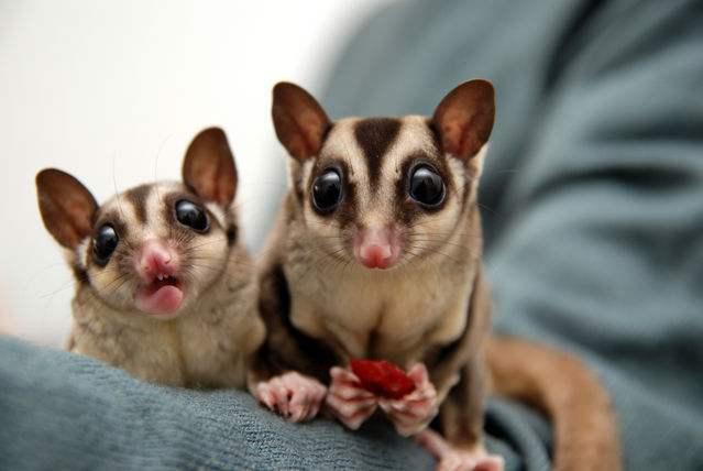 另类宠物之蜜袋鼯图片