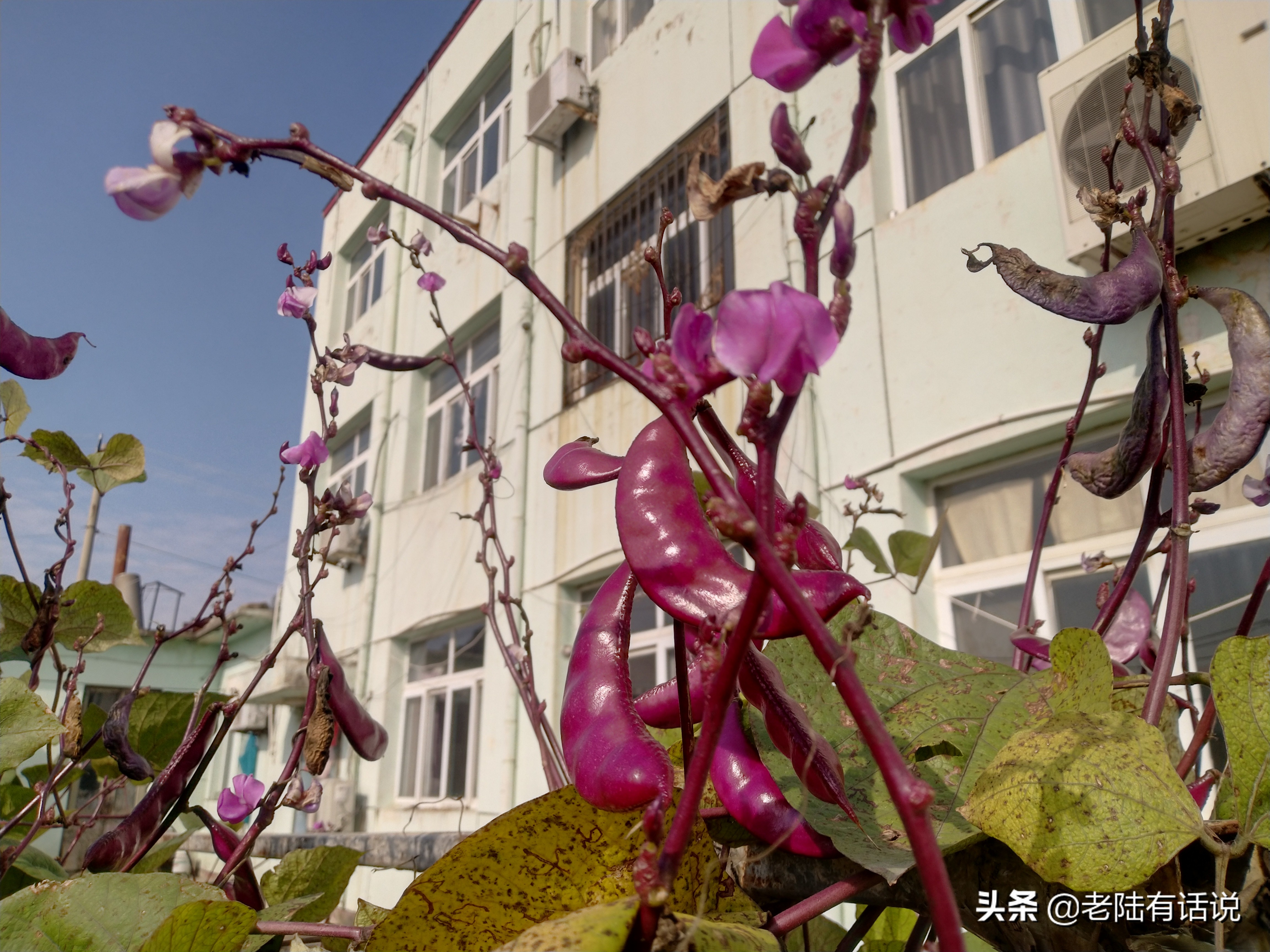 我的城市小菜园，我的田园之梦，金秋收获绿色食品