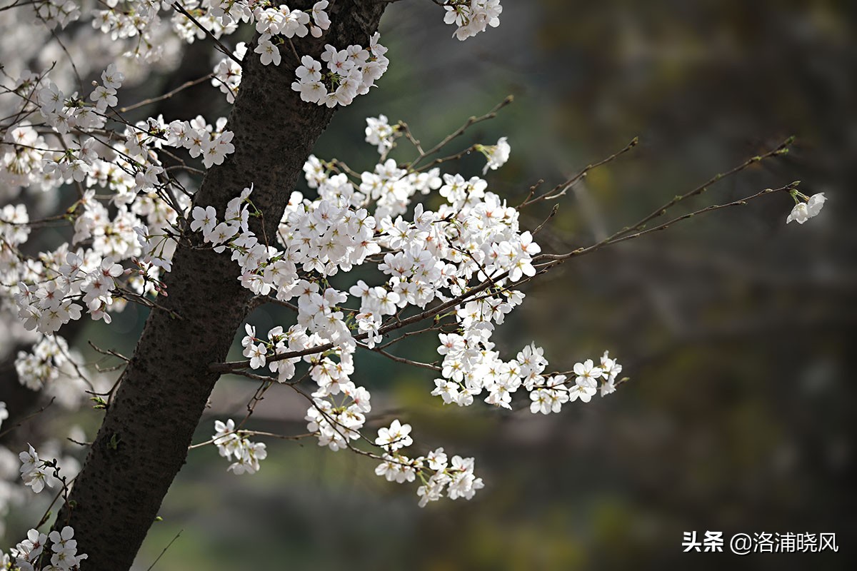 日本樱花文化（内涵揭秘日本樱花文化背后的冷知识）