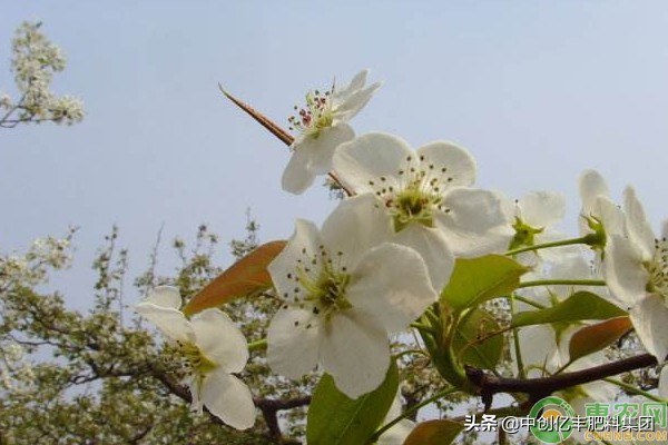 梨花是什么季节开的？花期如何养护？