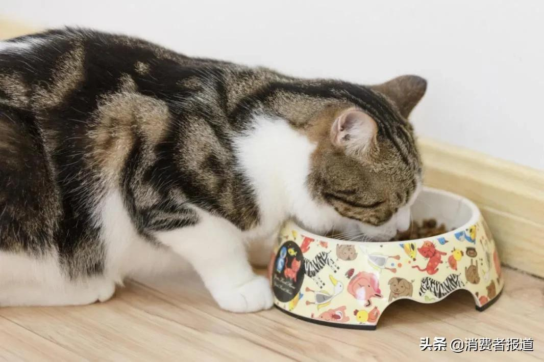 14款猫粮测试:珍宝粗蛋白不达标;皇家、冠能、喜跃等4款钙磷比欠佳