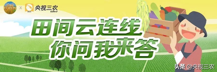 珍珠真假鉴别秘籍：如何识别天然珍珠与人工养殖珍珠的差异