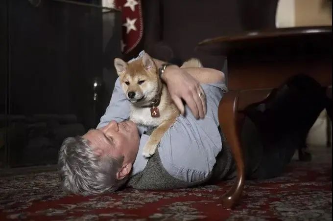 《忠犬八公的故事》：一个关于忠诚、温情和爱的真实故事