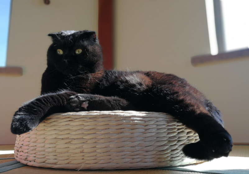 谁说中国本土没有品种猫,养猫老手为你盘点那些载入史册的猫