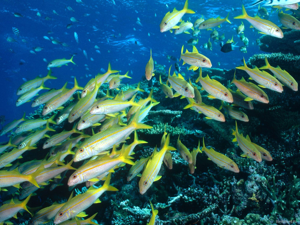 海魚有哪些,海魚有哪些品種