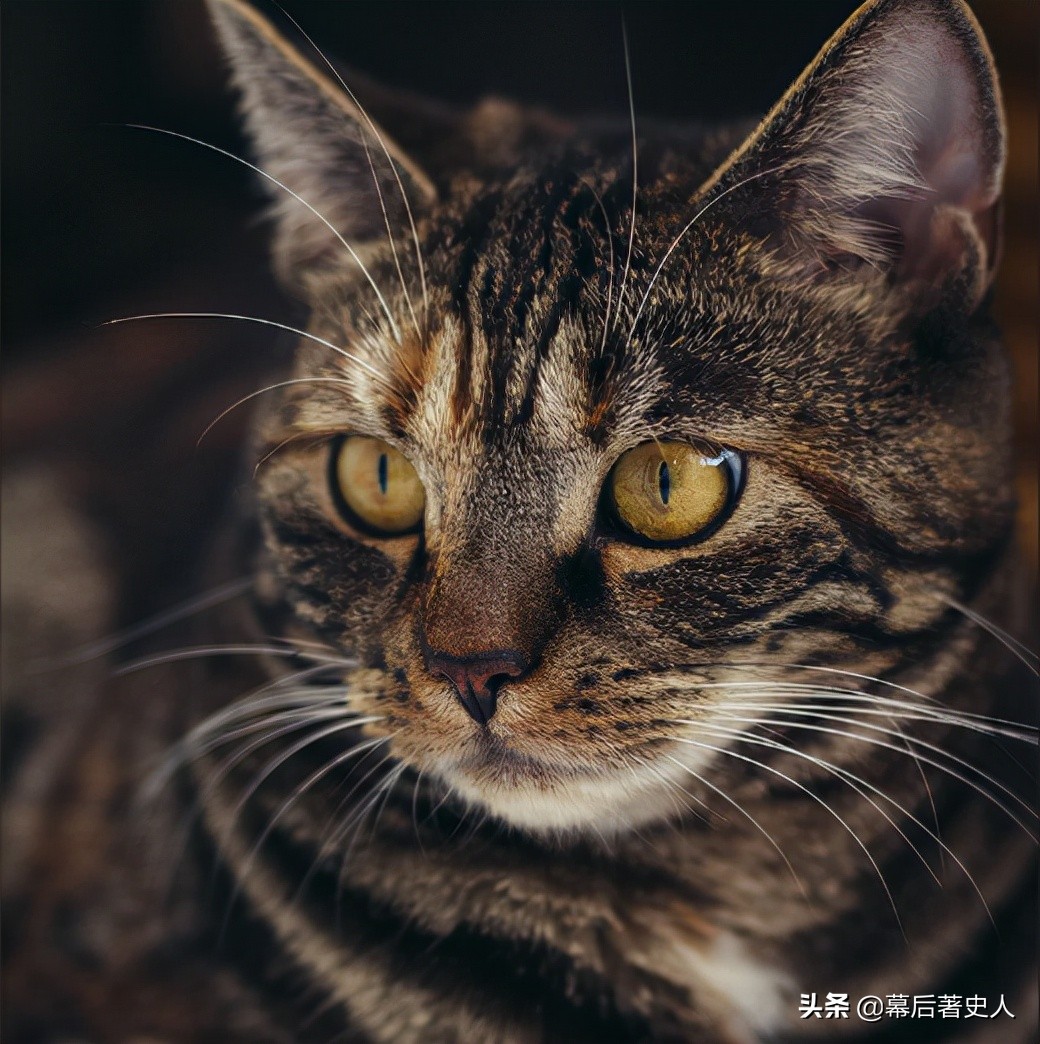 努力十多年都没有获得CFA的认证，中国狸花猫差在哪里？