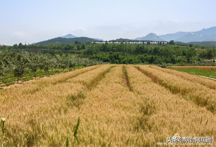 人们常说"三夏"大忙季节，即指忙于夏收、夏种和春播作物的夏管。