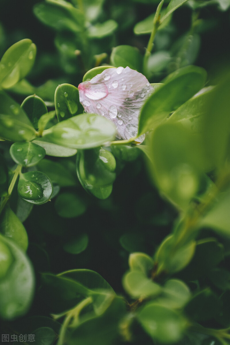 浅夏淡过花开时，听落雨如诗，听时光滴落，听年华漫过水岸