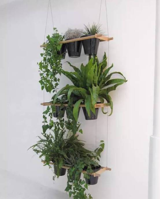 室内吸毒植物手册,选择对了才有效
