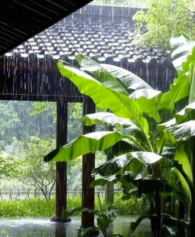 端午百科：年年吃粽子，粽叶是什么植物的叶子？天南海北不一样！