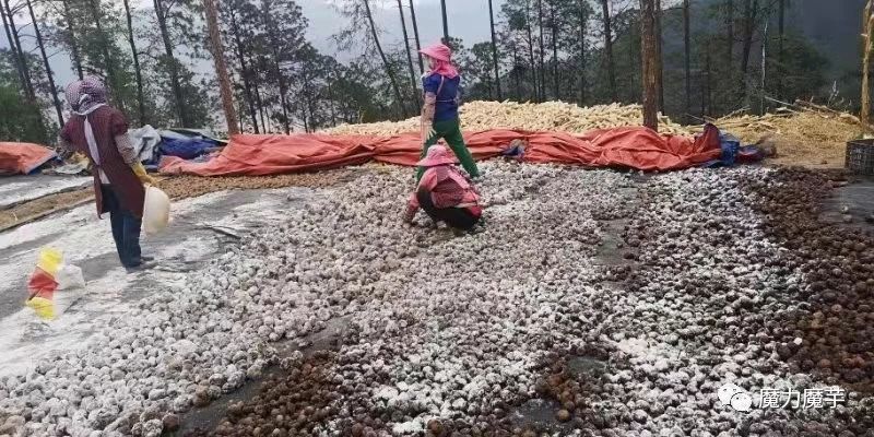 魔芋种子套网袋效果怎么样_有什么好处_ 第6张