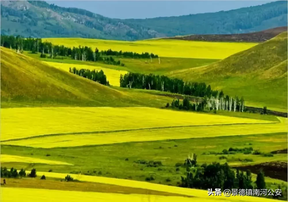 诗词丨17首油菜花诗词：打团飞入菜花去，自信世间无别香