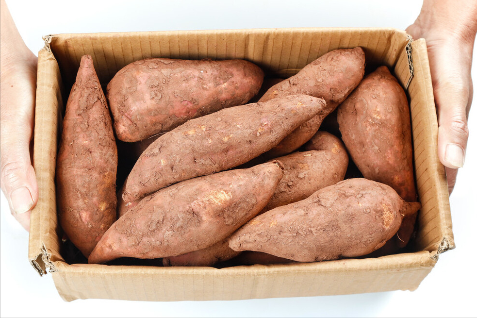 秋冬保存红薯很简单，教你一个妙招，不干瘪不发芽，越放越甜