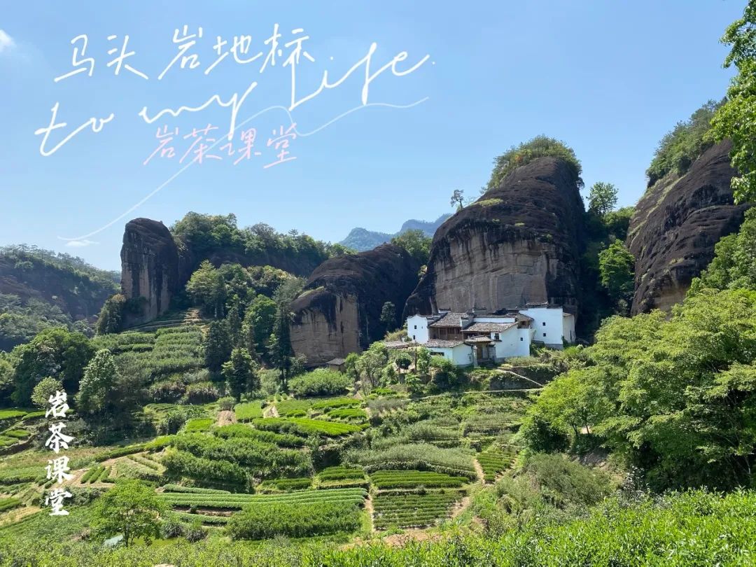 牛肉、马肉、猴肉、鬼肉，这么多正岩肉桂，哪个山场的味道最好？