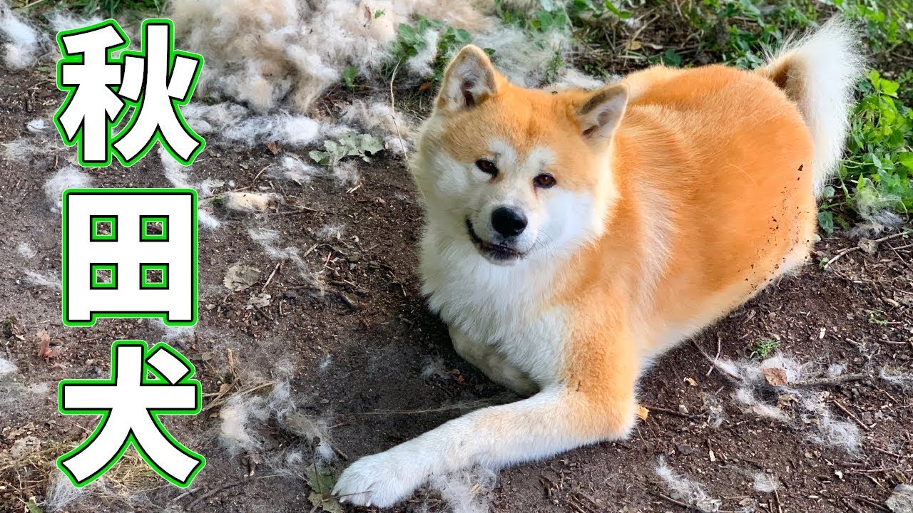 秋田犬好养吗调皮吗（秋田犬的优点和缺点）