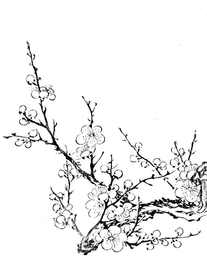 先从"背"线稿开始,为画梅花打好基础