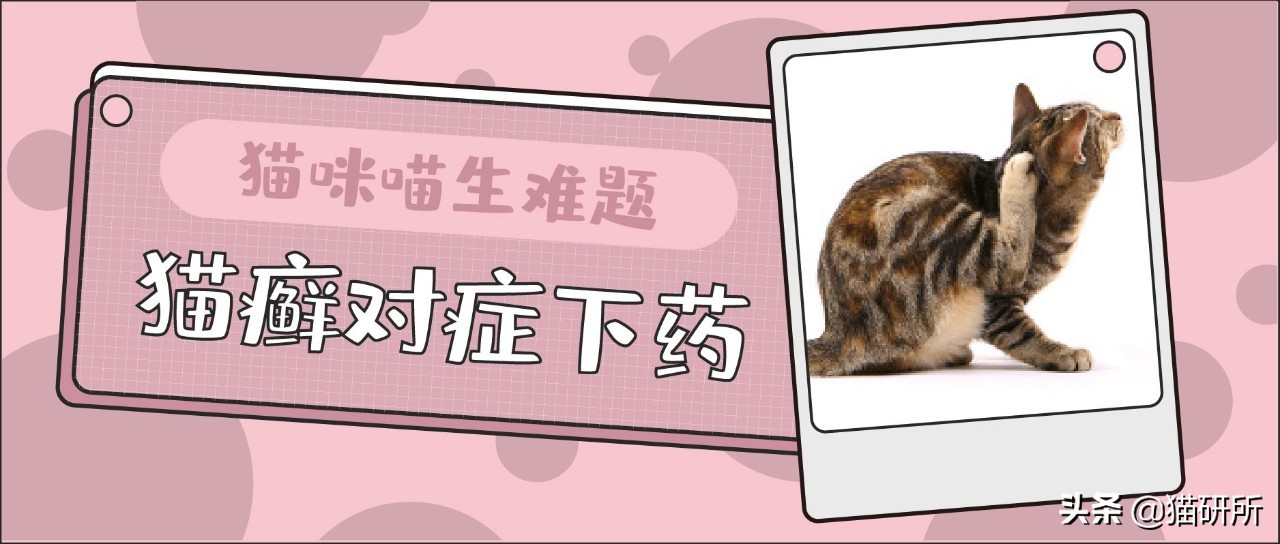 如何识别猫咪癣菌感染？铲屎官必备的猫藓诊断指南