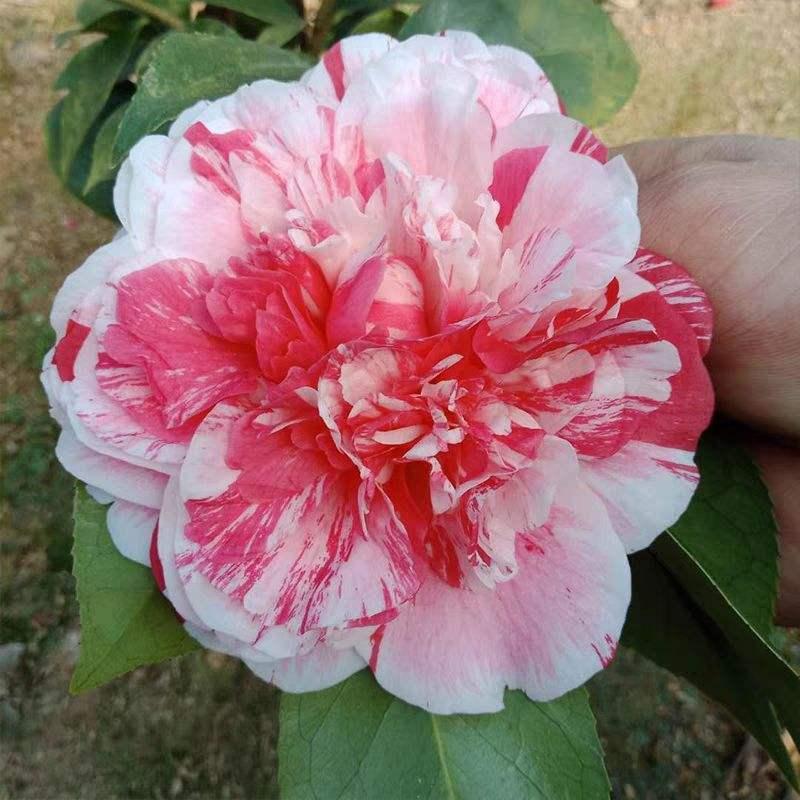 超耐寒的6种花,冬天越冷开花越多,就适合冬天养