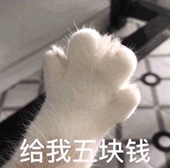 猫咪斗图表情包合集 你这是想干嘛呀