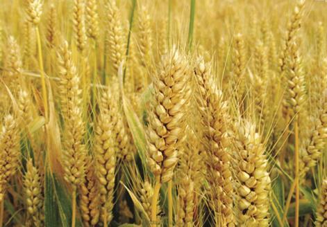 小麦生长过程步骤图（小麦生长发育全程图解）