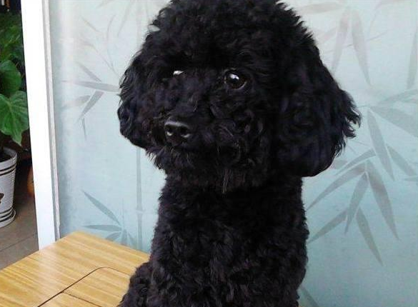 黑色泰迪狗图片造型(养泰迪) - 赤虎壹号