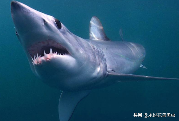 世界最大的鲨鱼排行榜 鲸鲨位列第一