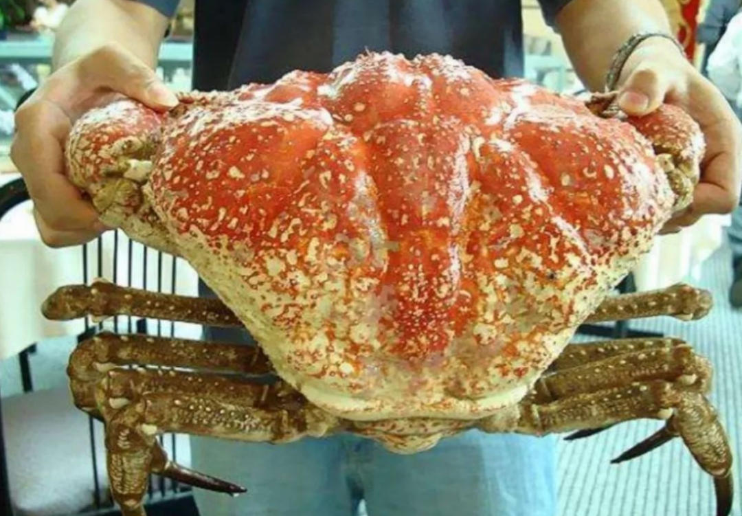 帝王蟹怎么做好吃(这才是世界最重的螃蟹)