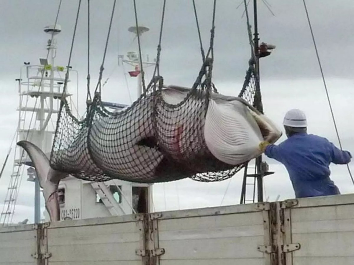 日本人为什么非要捕鲸？就算遭到国际谴责，也不肯收手