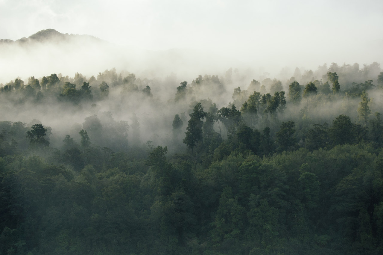瘴气是什么？原始森林里真存在有害气体，能致命？