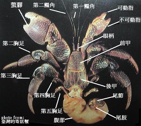 深入了解陆地寄居蟹