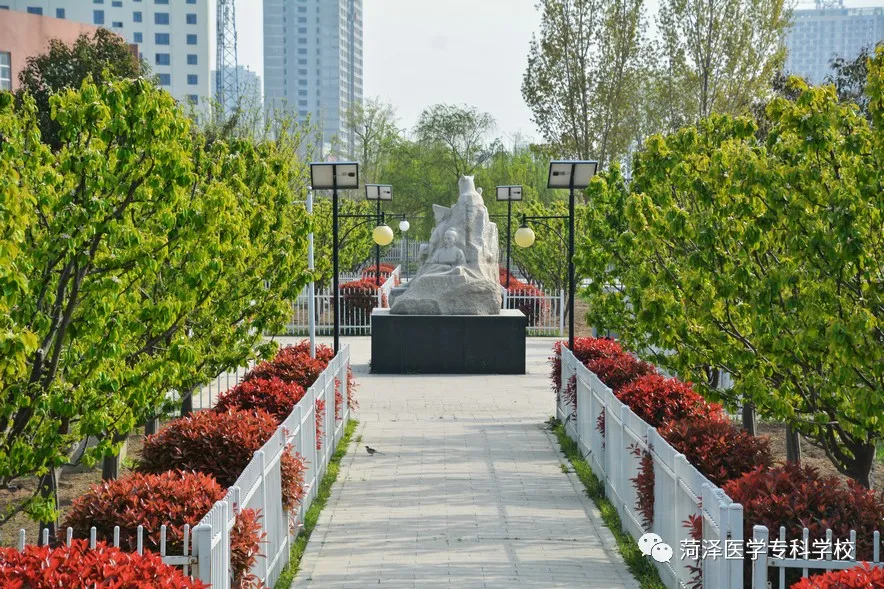 菏泽医学专科学校牡丹，又是姹紫嫣红开遍