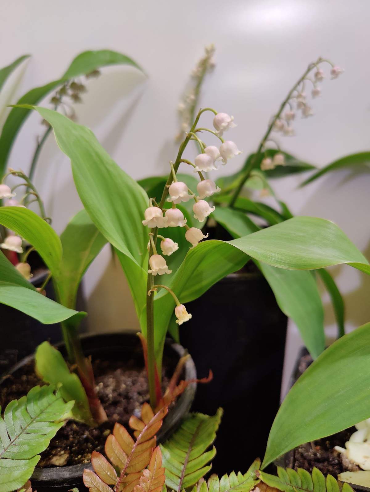 常见100种花卉草本植物图片