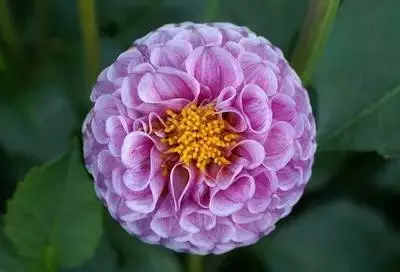 100种花的花语，太全了！ 第193张