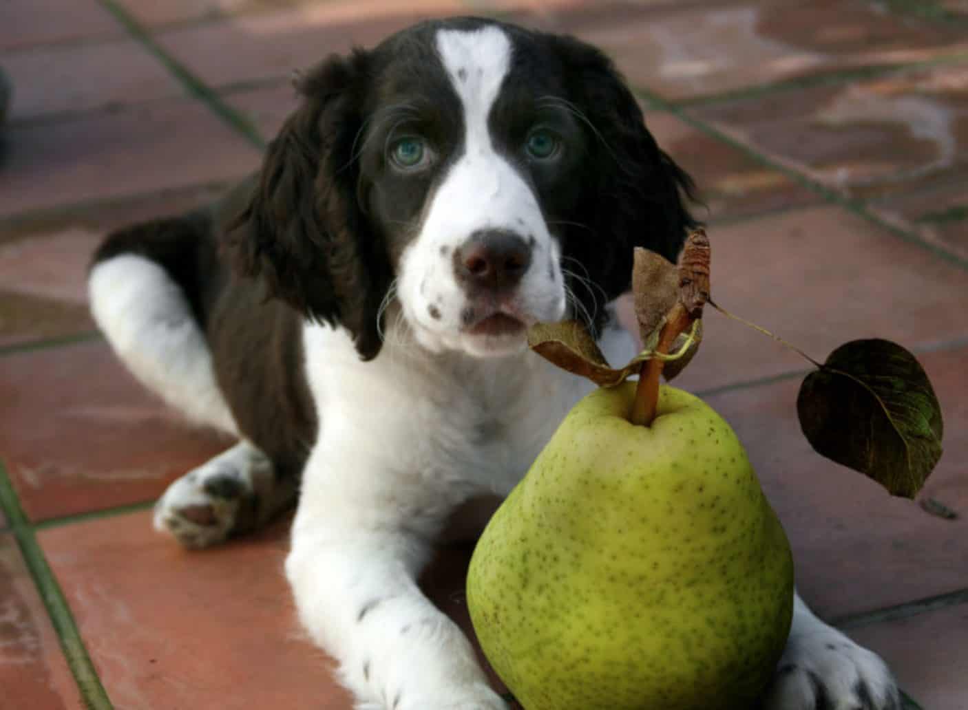 狗能不能吃梨子吗（关于狗狗饮食的注意事项）