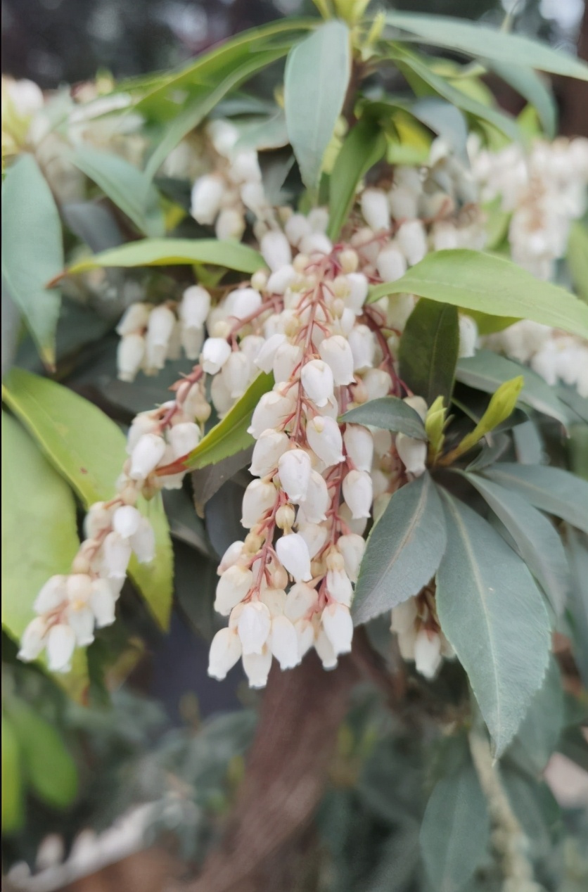 泡泡花是一种什么花(科普关于泡泡花的小知识)
