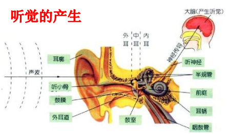 反复耳鸣、脑鸣是不是因为脑子有病？脑科医生告诉您可能的原因