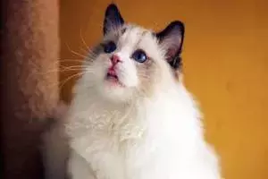 布偶猫价格那么贵合理吗?就算买得起也不一定适合养